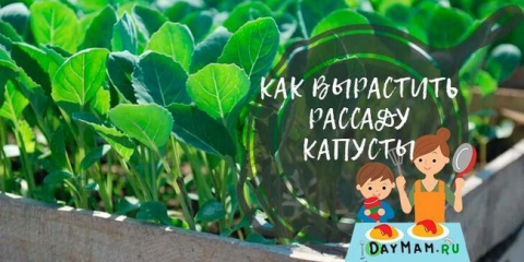 Kdy rostliny zelí na sazenice v roce 2022